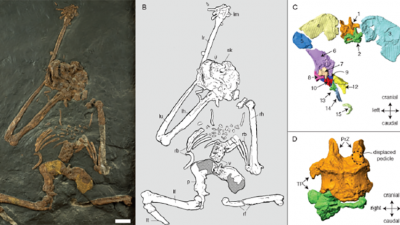 La pelvis del enigmático ‘Oreopithecus’ aporta nueva luz sobre su bipedismo