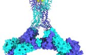 Describen cómo funciona el interruptor de las defensas CRISPR en bacterias