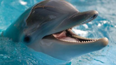 Curiosidades sobre los delfines