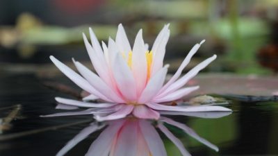 El delicado lirio de agua, ¿una rosa con otro nombre?