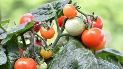 Grabaciones muestran que las plantas emiten chillidos ultrasónicos cuando sufren