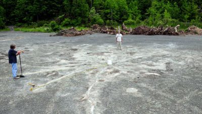 Descubren en Nueva York el bosque más antiguo, de hace 386 millones de años