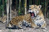 El jaguar, todavía en riesgo de extinción en México