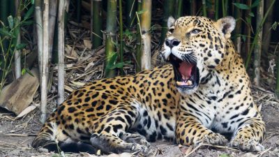 El jaguar, todavía en riesgo de extinción en México