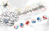 La experiencia emocional de una vida cabe en 3 centímetros de cerebro