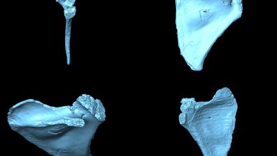 ¿Cómo era la espalda de ‘Homo antecessor’?