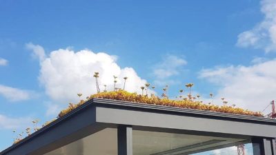 Esta ciudad instaló jardines en las paradas de autobuses para atraer a las abejas