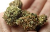 Estudio sugiere que legalizar la marihuana incrementa su consumo excesivo