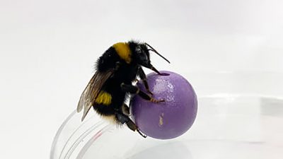 Los abejorros aprenden a distinguir objetos por el tacto