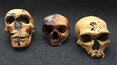 El cruce más antiguo entre especies de homínidos ocurrió hace 700.000 años