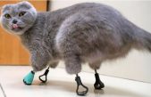 Esta gata pudo ponerse de pie gracias a unas geniales prótesis de titanio