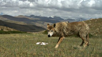 La dura vida del lobo del Himalaya lo ha hecho único