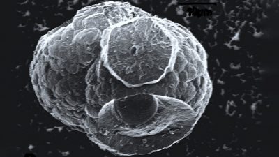 Descubren una nueva forma de vida que florece en burbujas de petróleo y agua bajo condiciones extremas