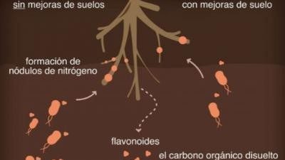 ¿Pedido a domicilio? Las plantas ya te llevan la delantera