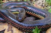 Observan una rara serpiente arco iris en un bosque de Florida