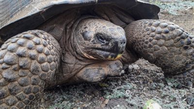 Los restos de una prehistórica tortuga gigante fueron hallados en Sudamérica