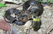 La sorprendente evolución de la serpiente que toma el veneno prestado