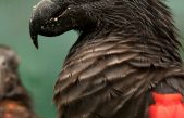 Los “loros de Drácula” podrían ser las aves más góticas de la Tierra