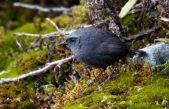 Tres nuevas especies de aves para la ciencia son descubiertas en áreas naturales protegidas de los andes centrales