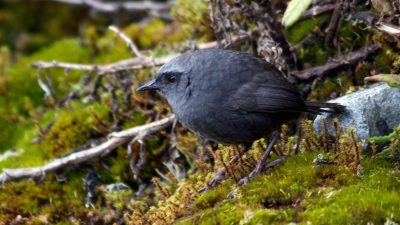 Tres nuevas especies de aves para la ciencia son descubiertas en áreas naturales protegidas de los andes centrales