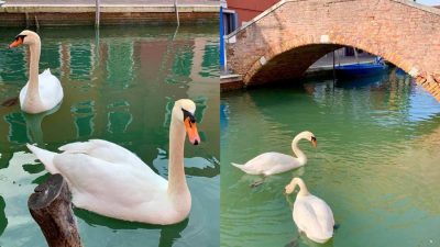 Sin turistas ni actividad pública, cisnes, peces y delfines vuelven a Venecia