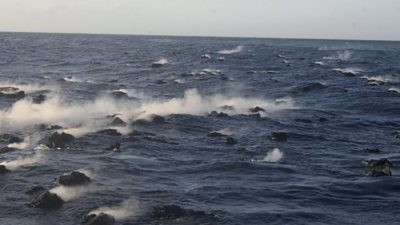 Un oasis de vida en el lugar más insospechado: dentro de rocas volcánicas bajo el mar