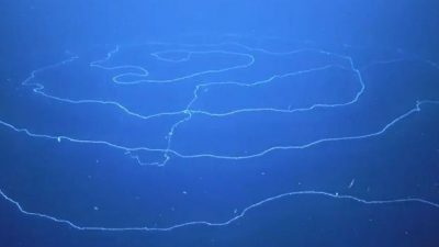 Qué es el extraño y gigante ser hallado flotando en el Océano Índico