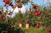 El intrigante caso de las manzanas extintas que vuelven a aparecer