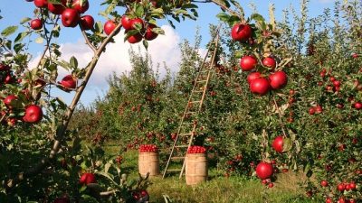El intrigante caso de las manzanas extintas que vuelven a aparecer