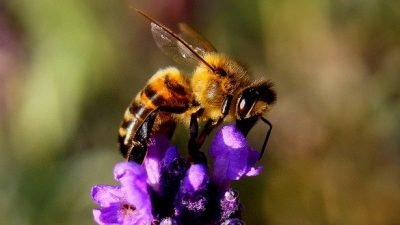 Las abejas sin aguijón de Mesoamérica abren la vía a nuevos antibióticos