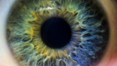 ¿Qué determina el color de los ojos?