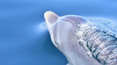 Los delfines se vuelven más sociables mientras los humanos están en cuarentena