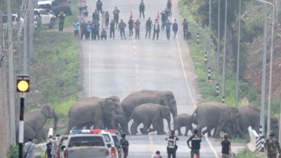 Elefantes aprovechan la cuarentena en Tailandia para cruzar tranquilamente