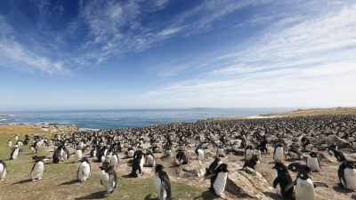 Un soldado británico confirmó por primera vez un caso de Coronavirus en las Islas Malvinas