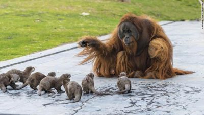 Orangutanes y nutrias entablan amistad inesperada en zoológico desierto de Bélgica