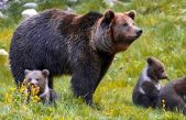 Crece la población de osos en el Pirineo por primera vez en décadas