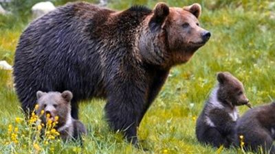 Crece la población de osos en el Pirineo por primera vez en décadas