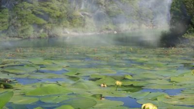 Ranas fósiles ofrecen información sobre la antigua Antártida