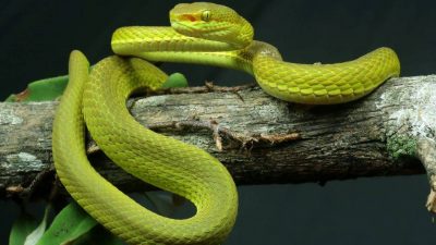 La serpiente del mago Salazar Slytherin, descubierta en la India