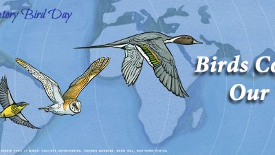 Día Mundial de las Aves Migratorias