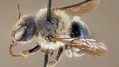 Hallan ejemplares de la ‘abeja azul’, una especie extremadamente rara que se creía extinta