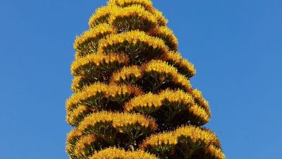 Florece tras 30 años de espera el Agave gigante caribeño de Tenerife