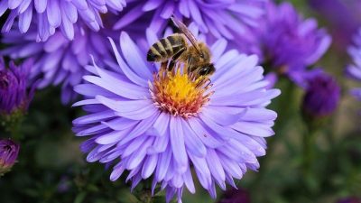 Día Mundial de las Abejas