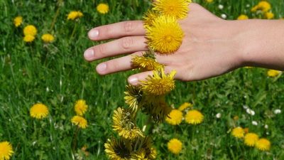 Las plantas olvidan lo que no les conviene