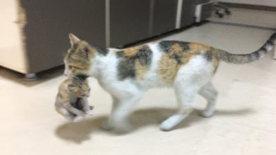 Una gata preocupada entra en Urgencias de un hospital y deja a su gatito enfermo a los pies de los médicos
