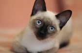 10 curiosidades del gato siamés