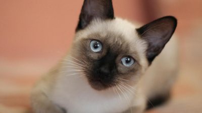 10 curiosidades del gato siamés