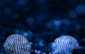 Conoce el mundo marino como nunca lo habías visto con Aquarium Online Academy