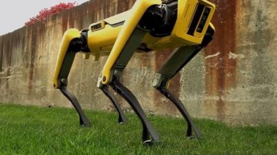 Skynet acecha: los perros de Boston Dynamics ya pueden pastorear ovejas