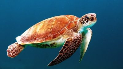 Día Mundial de las Tortugas